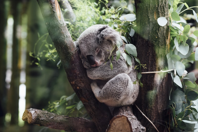 Koala resting in eucalyptus tree